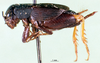 CollectionObject 1501914; feed8784-164a-4bbd-890d-9042522316fc: female, lateral view. (CollectionObject).