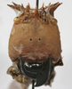CollectionObject 1539577; e07c7a17-d7b7-4ab0-a775-30a971694e76: female face (holotype). (CollectionObject).