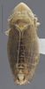 Habitus, dorsal view on Arocephalus (Arocephalus) languidus (Flor, 1861): Dorsal - color variation. (Observation).