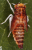 Habitus, lateral view on Arboridia (Arboridia) ribauti (Ossiannilsson, 1937): Nymph (N5). (Observation).