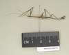 CollectionObject 1561509; NHMUK(SF IMPORT DUPLICATE) 844555, 278242e0-8f90-47fc-ab5e-a268fcef2e3e: copyright Natural History Museum, London. male, lateral view (paralectotype). (CollectionObject).