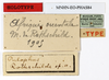 CollectionObject 1557418; ee7e2e04-43fe-4ce9-961f-81e6084379fa: copyright MNHN, Paris. female, data of Palophus rothschildi (holotype?). (CollectionObject).
