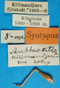 CollectionObject 1502149; 86f71904-2300-40d8-9a46-0ae9ce868b3f: labels (syntype of Anthracites kilimandjaricus). (CollectionObject).