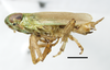 Habitus, lateral view on Pentagramma vittatifrons (Uhler, 1876): (Observation).