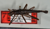 CollectionObject 1563141; 962a9609-c023-46f7-ba95-d56b44888008: copyright USNM, Washington. male, dorsal view (holotype). (CollectionObject).
