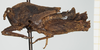 male, lateral view (holotype). Depicts CollectionObject 1518028; f033db34-3335-42f7-b357-39d9d0234437, NHMUKNHMUK10924439, a CollectionObject.