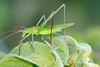 Tenerasphaga mbulu Hemp, 2018: male (Mount Hanang). (Otu).