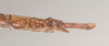CollectionObject 1561361; 1ca8b482-43c3-4c50-8d2d-c33ee572cd53: copyright Natural History Museum, London. male: end of abdomen, lateral view (holotype). (CollectionObject).