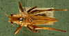 CollectionObject 1503153; 6bb3b445-2e76-4669-8f0d-43e1799151b6: male habitus dorsal view (holotype). (CollectionObject).
