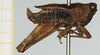 CollectionObject 1575736; 9e878cbf-1809-4b8c-913f-8c37f996ba1c, NHMUK10924461: male, lateral view (syntype). (CollectionObject).