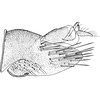 Pygofer, lateral view on Paramesus obtusifrons (Stål, 1853): Pygofer, lateral view. (Observation).