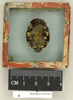 Therea petiveriana (Linnaeus, 1758): Copyright Natural History Museum, London. Lectotype (adult female) in BM(NH). Ventral view. (Otu).