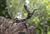 copyright Romain Boisseau. male in nature (defence display), Popondetta, Papua New Guinea, 24 November 2018. Depicts Eurycantha horrida Boisduval, 1835, an Otu.