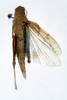 CollectionObject 1519546; 1a93b8fa-6a55-41c1-a8bb-071a68848e70: female, dorsal view (holotype). (CollectionObject).