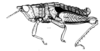 Paracrites pichis Rehn, 1942: Fig. 144. male habitus. (Otu).