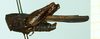 CollectionObject 1587051; 9a0e95c0-9d8f-48d9-afba-52c7269e2940, NHMUK010924795: male, lateral view (syntype of Paratettix durus). (CollectionObject).