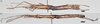 CollectionObject 1583650; fa7457f7-a2d9-4935-bf73-dee954adf802: copyright HKES. female (holotype) above, male (paratype) below. (CollectionObject).