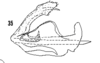 Aedeagus, lateral view on Cixius coloepeum Fitch, 1856: (Observation).