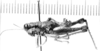 CollectionObject 1524798; a621b03f-e678-487d-b696-b31d377b2ed9: male, lateral view (lectotype). (CollectionObject).