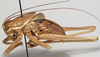 male, lateral view (holotype). Depicts CollectionObject 1527081; e610715c-6d08-44ce-a3dc-441ac7672103, a CollectionObject.