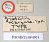 CollectionObject 1558070; NHMUK(SF IMPORT DUPLICATE) 844914, 0a958623-039b-41fa-b1af-2e1d278ce32f: copyright Natural History Museum, London. male, data labels (holotype). (CollectionObject).