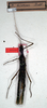 CollectionObject 1558676; NMW 208', 10b0a250-6b0f-4999-83aa-297269e3eff7: copyright NMW, Vienna. female of synonym Euphasma bicorne (lectotype). (CollectionObject).