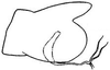 Pygofer, lateral view: !! display not done !! on Chlorotettix (Chlorotettix) unicolor (Fitch, 1851): genital capsule, laterally. (Observation).
