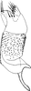 Anal tube processes: !! display not done !! on Hebata (Signatasca) solani (Curtis, 1846): Anal tube process. (Observation).