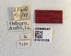 Other: !! display not done !! on Eutettix (Eutettix) luridus (Van Duzee, 1890): (Observation).
