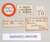 CollectionObject 1559057; 7e532d44-d0aa-4908-a472-c1dda34e1d19: copyright Natural History Museum, London. female, data labels (holotype). (CollectionObject).