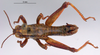 CollectionObject 1530676; bb2eff46-a62c-4d6c-9169-0e30a5663eaf: male, dorsal view (syntype). (CollectionObject).