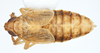 Habitus, dorsal view on Delphacodes scolochloa Cronin & Wilson, 2007: (Observation).