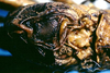 CollectionObject 1499290; 99d63244-8542-42bd-939b-6f09794e50ff: male tegmina (holotype). (CollectionObject).