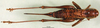 CollectionObject 1501862; d2325cea-974f-4ada-ba8e-5f058a836a0d, DORSA BTgamabbP01: female, dorsal view (syntype). (CollectionObject).