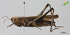 CollectionObject 2243703; Unioeste Cascavel K-0782, a737c70c-82e1-49f2-9bf5-c7731360d5c6: Female, lateral view. (CollectionObject).