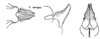 Xyleus laevipes (Stål, 1878): apical endophallic valves, dorsal, lateral, and caudal view. (Otu).