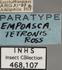 Other: !! display not done !! on Empoasca (Empoasca) tetronis Ross, 1959: Labels. Labels for the specimen used for the dorsal, lateral and face images. (Observation).