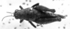 CollectionObject 1543598; 2624540b-5e58-4db6-a559-9019888360de: Image Carbonell, C.S. female, dorsal view (lectotype). (CollectionObject).