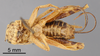 CollectionObject 1522793; a98370e4-86f8-4657-864c-a31b00620aca: Female, ventral view (holotype). (CollectionObject).