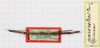 CollectionObject 1561484; 9996d593-163b-4fa3-bf89-4646e1084155: copyright MHNG Geneva. male (holotype). (CollectionObject).