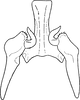 Stylus: !! display not done !! on Stegelytra alticeps Mulsant & Rey, 1855: Stylus. (Observation).