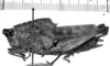 CollectionObject 1523901; e4d9488e-95a7-4113-812b-ea2f902e6f23: female, lateral view (holotype). (CollectionObject).