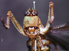 CollectionObject 1532849; 7d5bb87b-59a9-44f8-a8c6-f10f00559889: male, frontal view (lectotype). (CollectionObject).