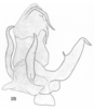 Aedeagus, dorsal view: !! display not done !! on Xenoliarus montanus (Metcalf, 1923): (Observation).
