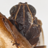 Head: !! display not done !! on Melanoliarus (Melanoliarus) cinereus (Wolcott, 1921): (Observation).