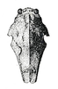 Nesotettix samoensis Holdhaus, 1909: Fig. 42. female, dorsal view. (Otu).