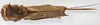 CollectionObject 1539577; e07c7a17-d7b7-4ab0-a775-30a971694e76: female, dorsal view (holotype). (CollectionObject).