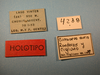 CollectionObject 1513126; 42ed41ac-2d32-4172-8252-ecb90eb21676, MLP4238/1: labels (holotype). (CollectionObject).