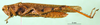 CollectionObject 1501224; 80096f1b-5823-4512-9e87-df236d6725e7: male, lateral view (lectotype). (CollectionObject).