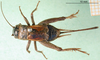 CollectionObject 1501933; 3d74d4b2-4288-48a3-be07-c21b2e93ed55: female dorsal view (syntype of Acheta melas). (CollectionObject).